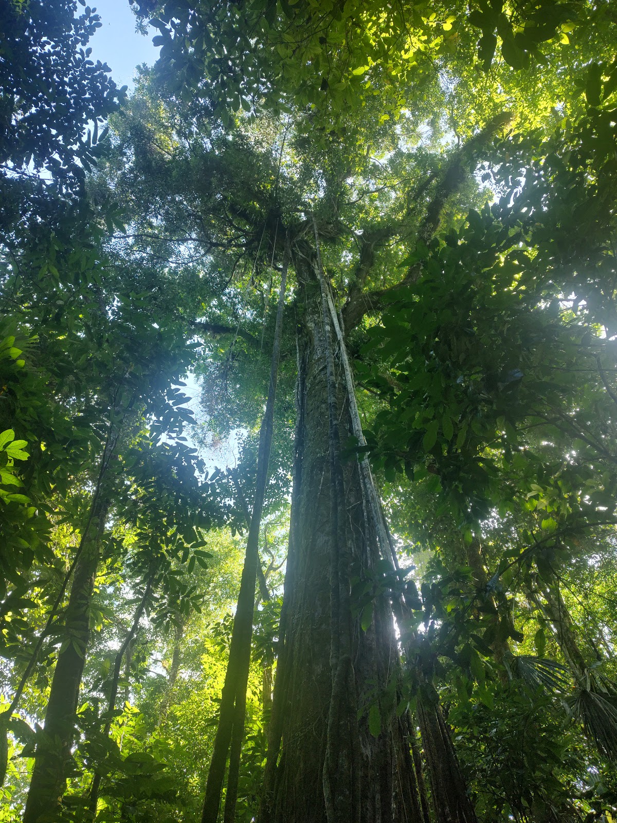 Osa y Corcovado, Pacífico Sur — Costa Rica Travel TV