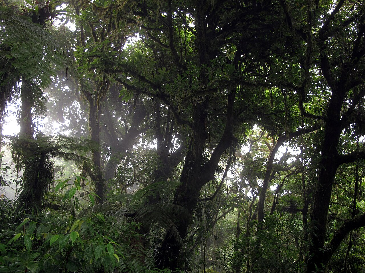 Monteverde, Bosque nuboso — Costa Rica Travel TV